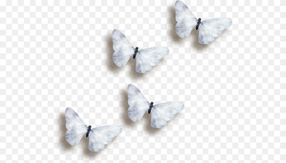 Transparent Black And White Butterfly Transparent Background Butterflies Transparent, Flower, Petal, Plant, Animal Free Png