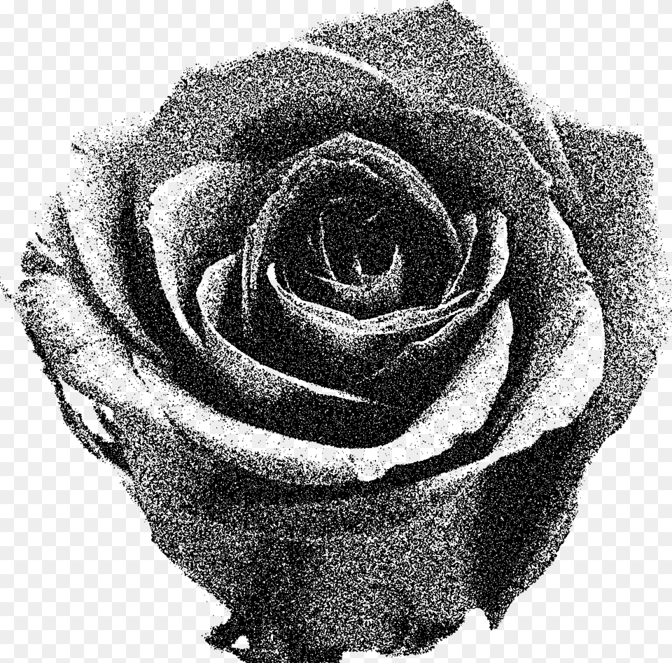 Transparent Black And White Rose Downloading Image Of Red Rose, Gray Png