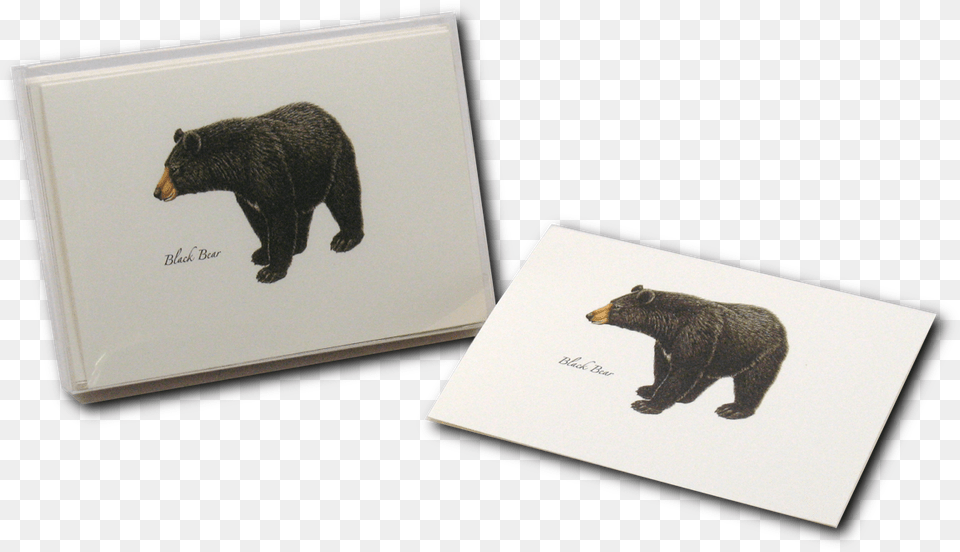 Transparent Black Bear Grizzly Bear, Animal, Mammal, Wildlife, Black Bear Free Png