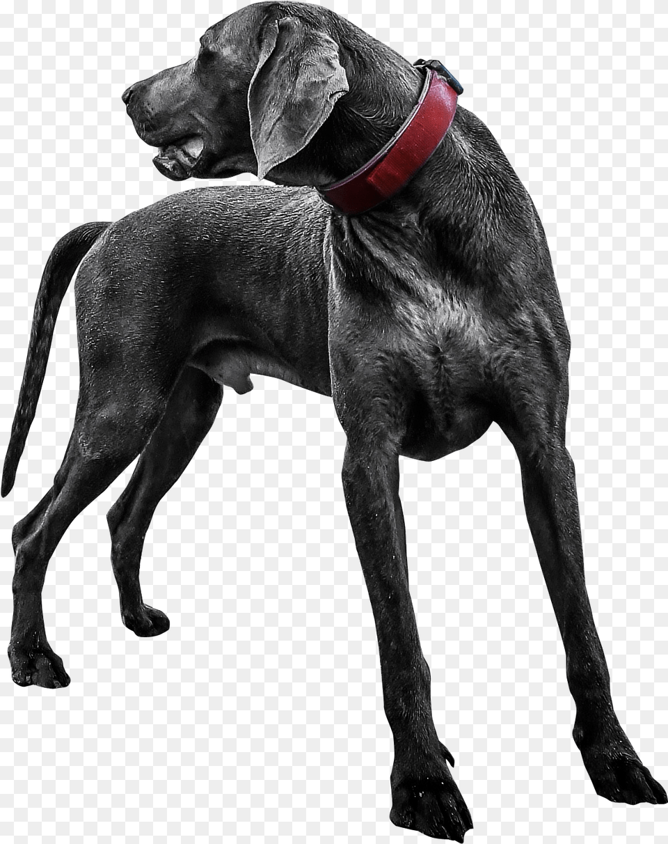 Transparent Black Dog, Animal, Canine, Mammal, Pet Png Image