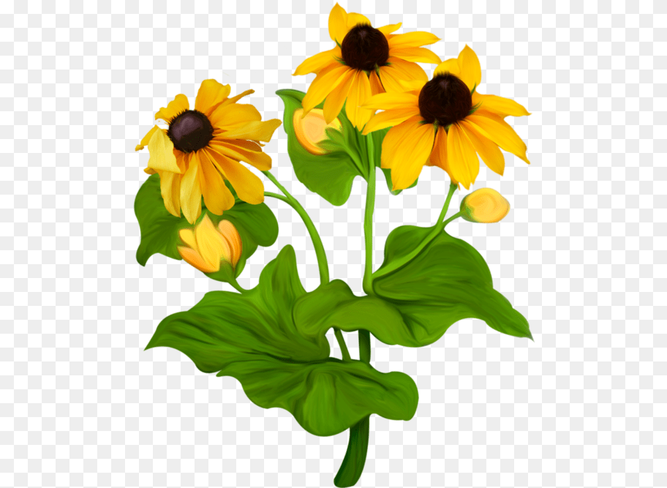 Black Eyed Susan Black Eyed Susan Flowers Clipart, Plant, Daisy, Flower, Petal Free Transparent Png