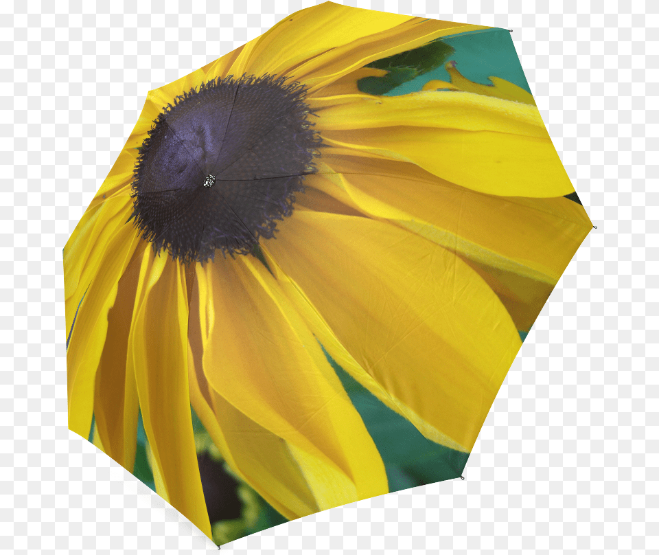 Transparent Black Eyed Susan Clipart Sunflower, Flower, Petal, Plant, Canopy Free Png Download
