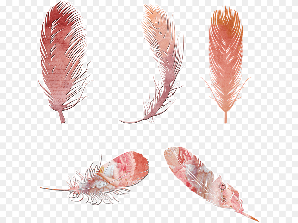 Transparent Black Feathers Bohemian Feather, Animal, Bird, Accessories, Anther Free Png