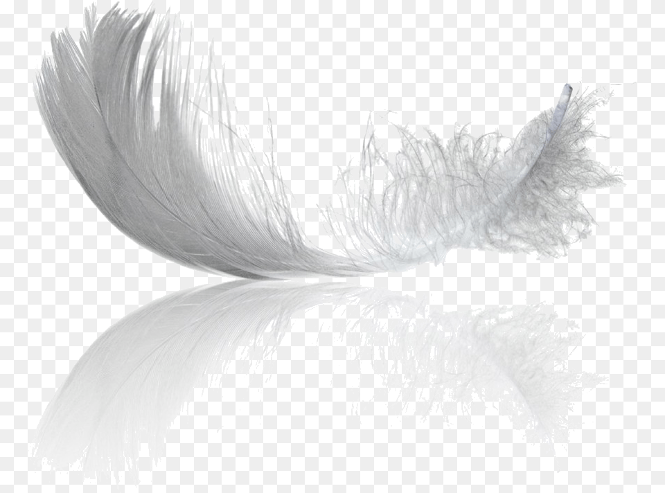 Black Feathers Monochrome, Accessories, Outdoors, Animal, Bird Free Transparent Png