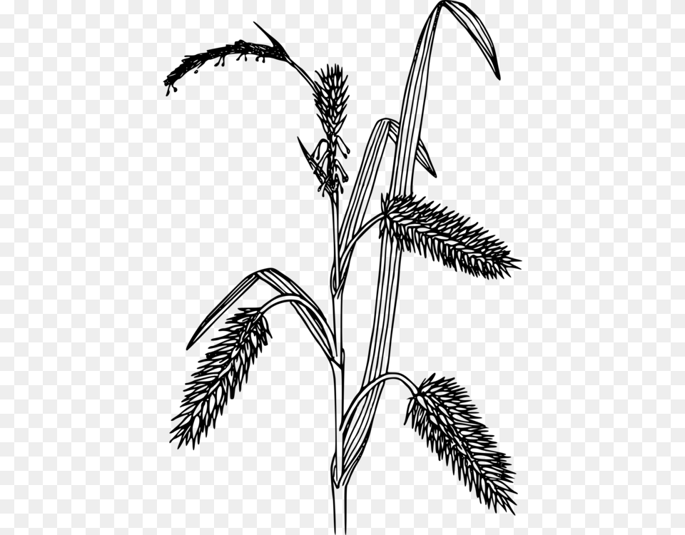 Black Grass Black And White Sedges, Gray Free Transparent Png