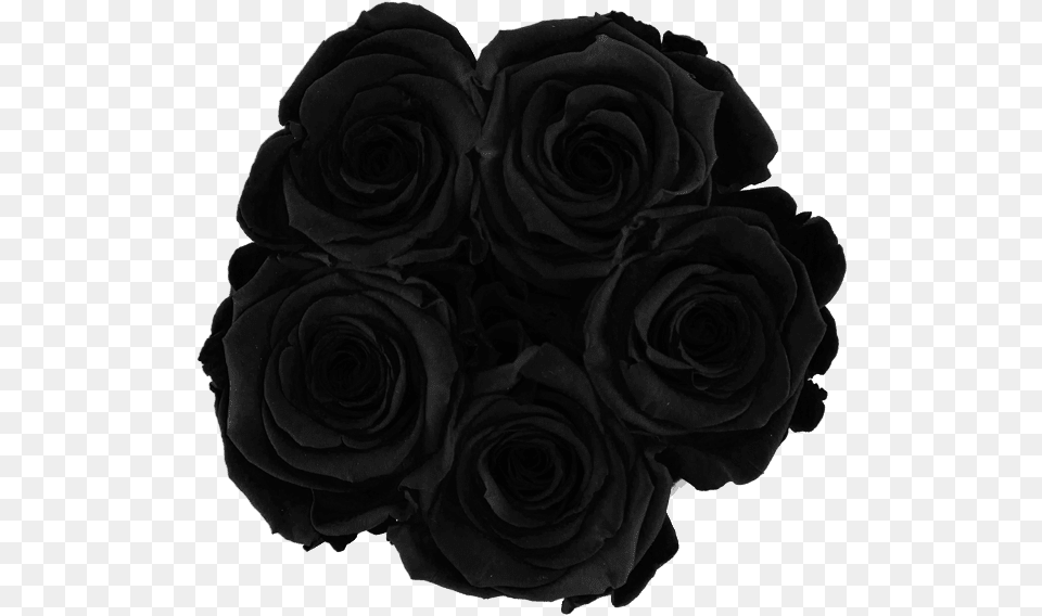 Transparent Black Roses Black Roses, Flower, Plant, Rose Free Png