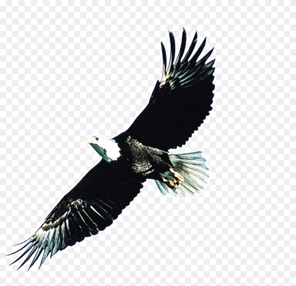 Transparent Black Wings, Animal, Bird, Flying, Eagle Free Png Download