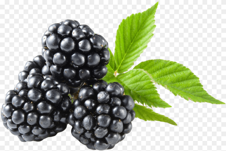 Transparent Blackberry Fruit, Berry, Food, Plant, Produce Free Png