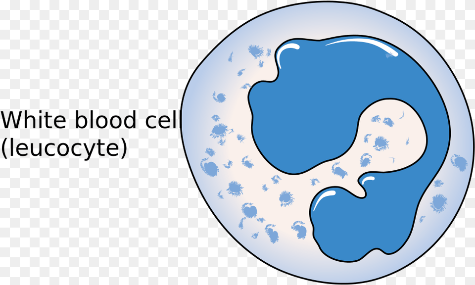 Blood Cells Simple White Blood Cell Diagram, Astronomy, Moon, Nature, Night Free Transparent Png