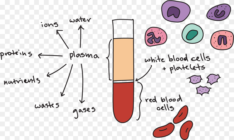 Transparent Blood Cut Pocas Proteinas En La Sangre, Cosmetics, Lipstick, Blackboard Free Png