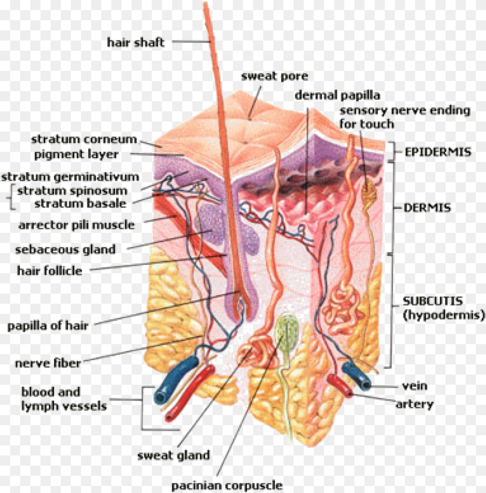 Transparent Blood Vessels Pore In The Skin, Chart, Plot Png