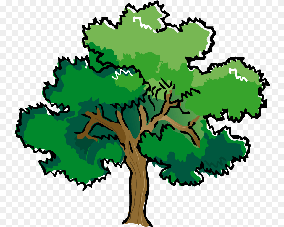 Transparent Blt Clipart Large Oak Tree Clipart, Plant, Sycamore, Vegetation, Person Png