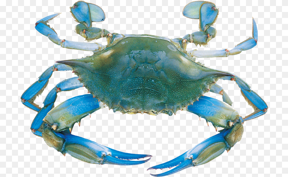 Transparent Blue Crab Clipart Blue Crab Transparent, Animal, Food, Invertebrate, Sea Life Free Png