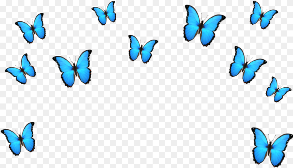 Transparent Blue Crown Clipart Blue Butterfly Emoji Background, Animal, Bird, Flying, Jay Png Image