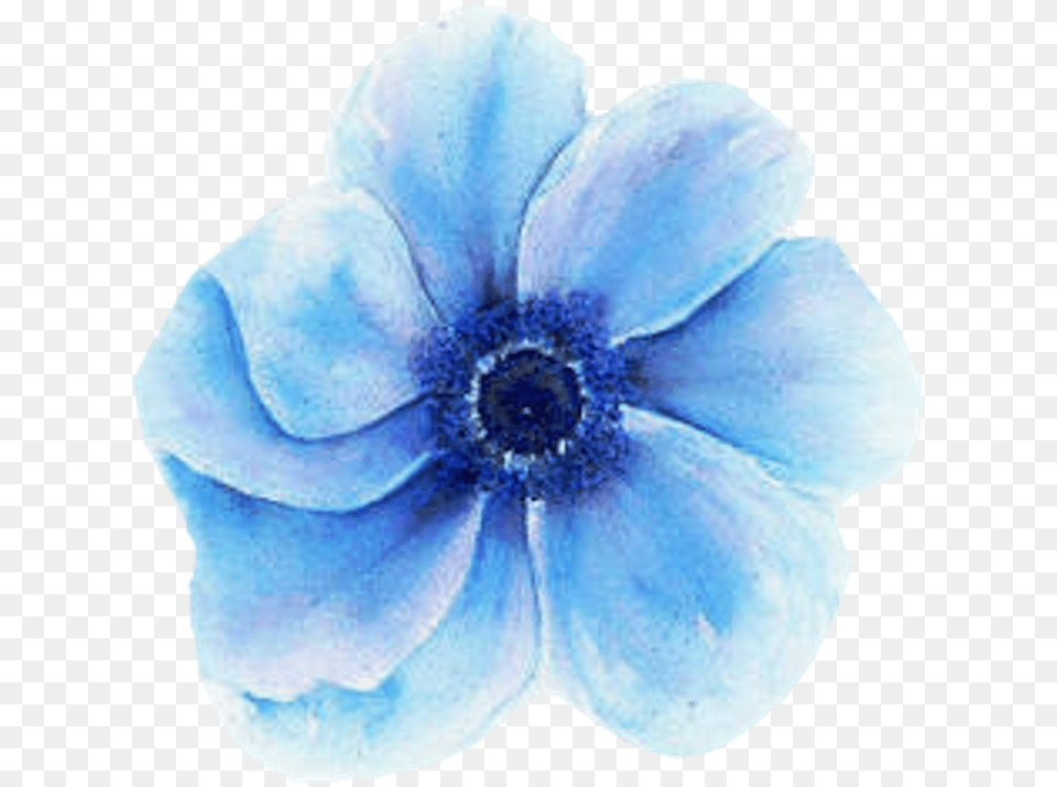 Transparent Blue Flower Blue Watercolor Flower Transparent, Petal, Anemone, Plant, Accessories Free Png