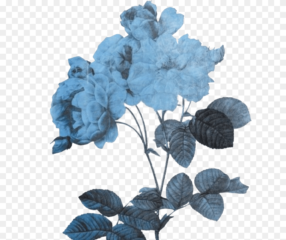 Transparent Blue Flowers Wallpapers Everything Is Transparent Aesthetic Blue Flower, Leaf, Plant, Petal, Acanthaceae Free Png Download