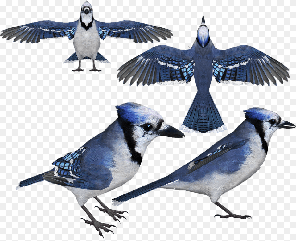 Transparent Blue Jay Clipart Blue Jay, Animal, Bird, Blue Jay, Bluebird Free Png Download