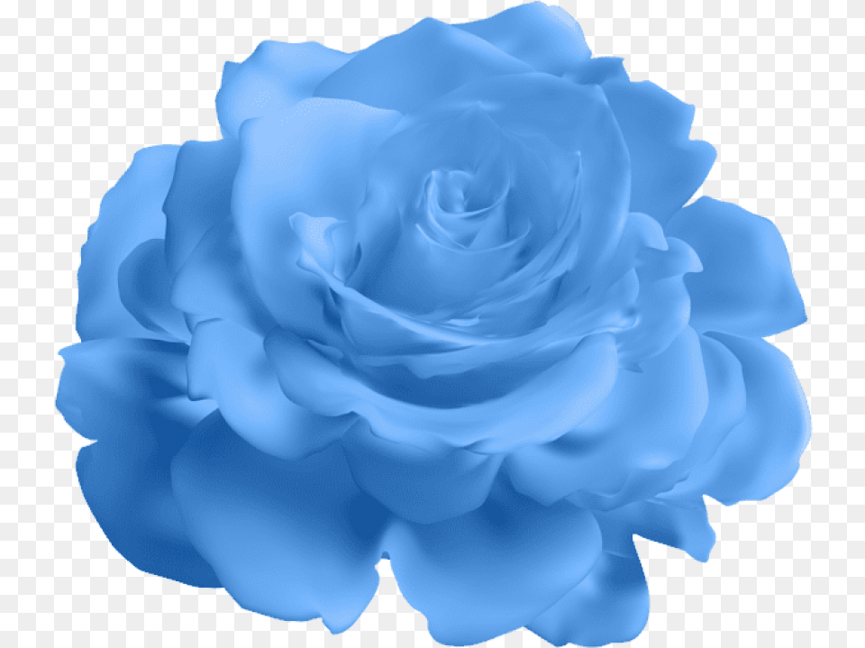 Blue Rose Background Blue Flower, Plant, Animal, Cat, Mammal Free Transparent Png