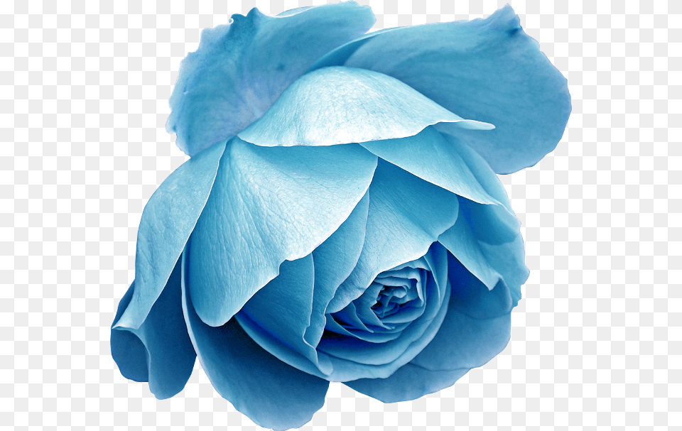 Blue Roses, Flower, Plant, Rose Free Transparent Png