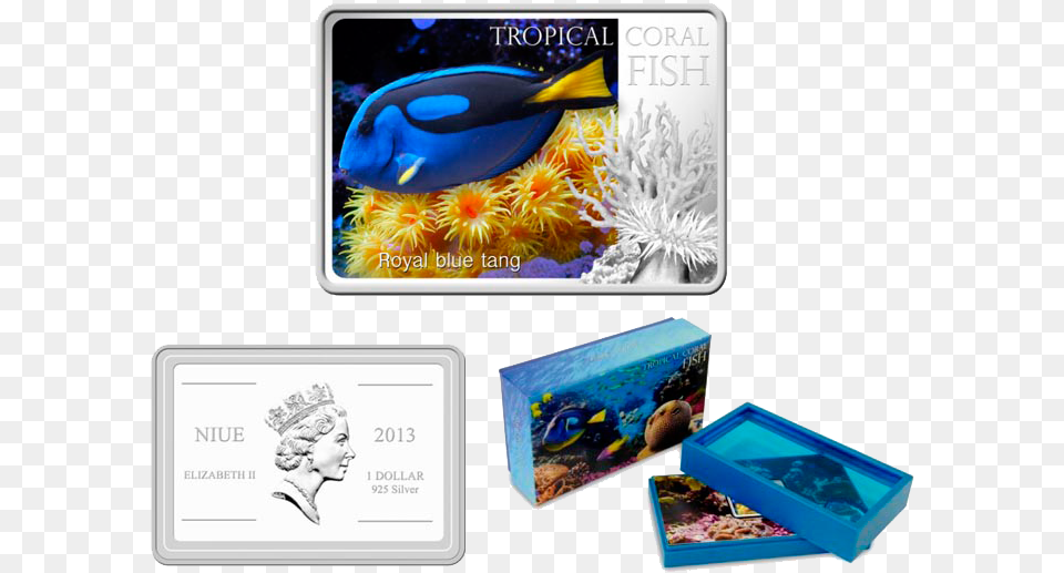 Transparent Blue Tang Marine Biology, Baby, Person, Animal, Sea Life Free Png
