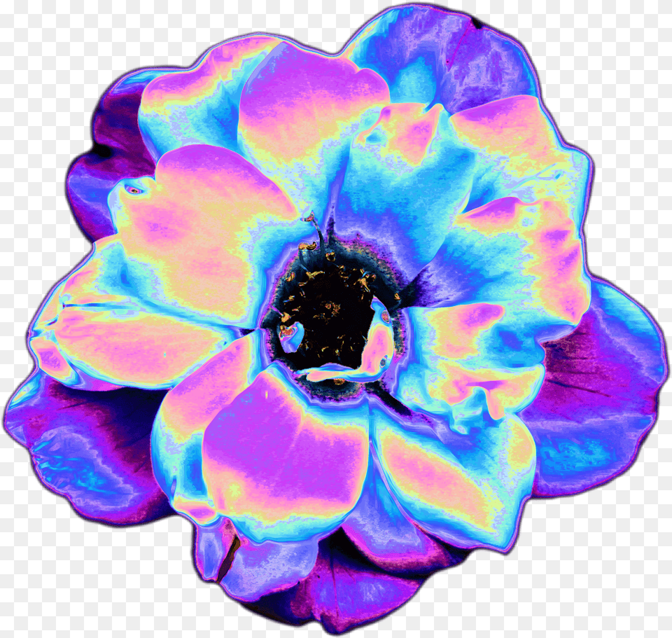 Transparent Blue Tumblr Vaporwave Flowers, Anemone, Purple, Pollen, Flower Free Png Download