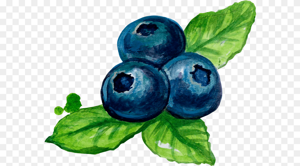 Blueberries Blueberry Illustration Watercolor, Berry, Food, Fruit, Plant Free Transparent Png
