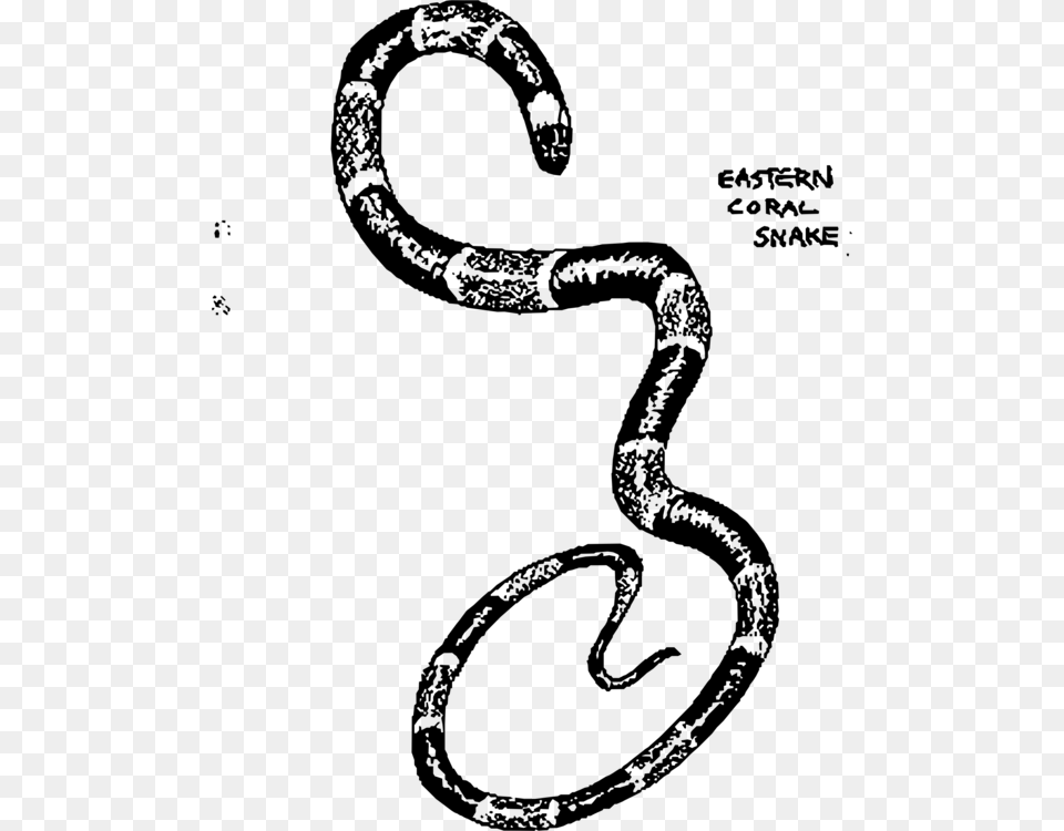 Transparent Boa Constrictor Eastern Coral Snake Drawing, Gray Png Image