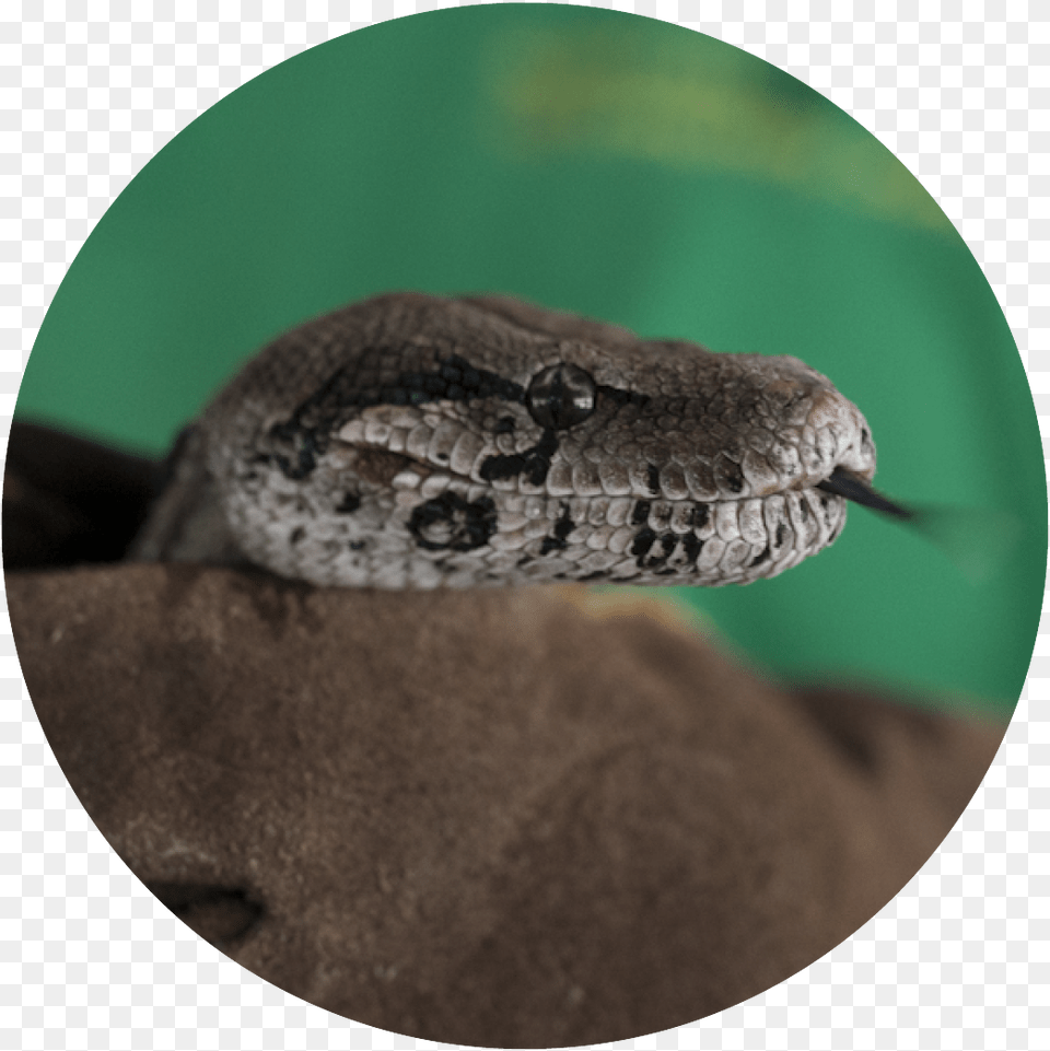 Transparent Boa Constrictor Serpent, Animal, Reptile, Snake, Rock Python Free Png