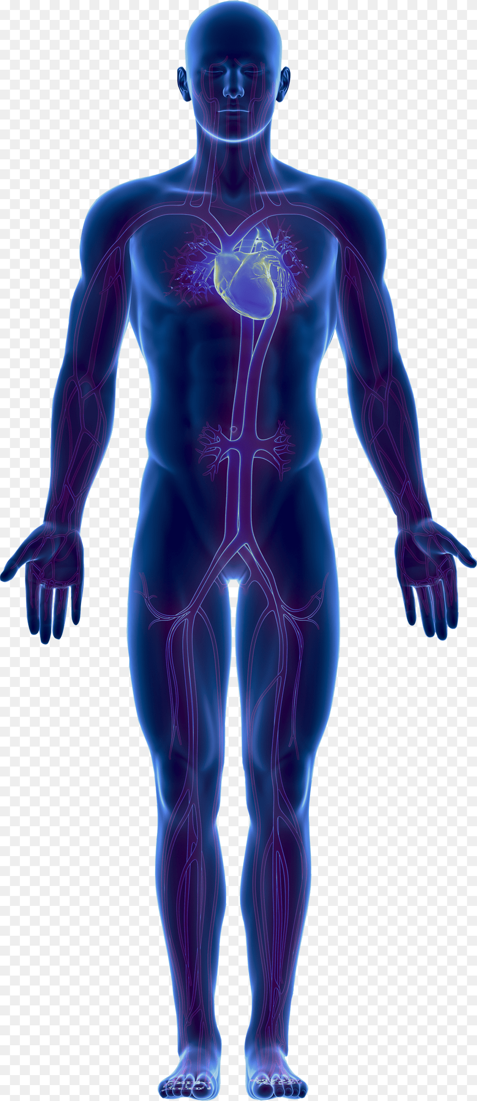 Body Full Human Body, Adult, Male, Man, Person Free Transparent Png