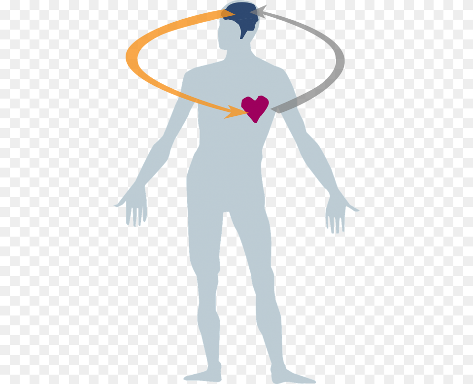 Transparent Body Heart Clipart Human Body And Health, Adult, Male, Man, Person Png Image
