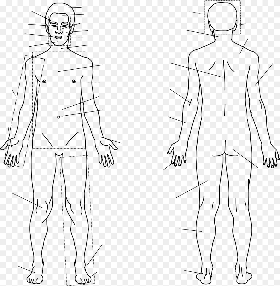 Body Outline Clipart Human Body Sketch, Gray Free Transparent Png