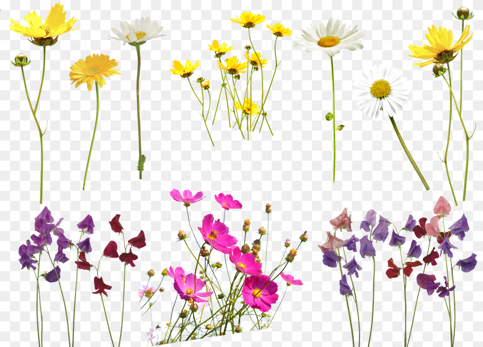 Transparent Bokeh Overlay Flower For Photoshop Background Free Png