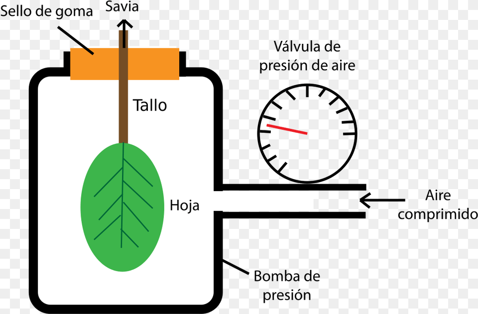 Transparent Bomba Pressure Bomb Leaf Water Potential Free Png