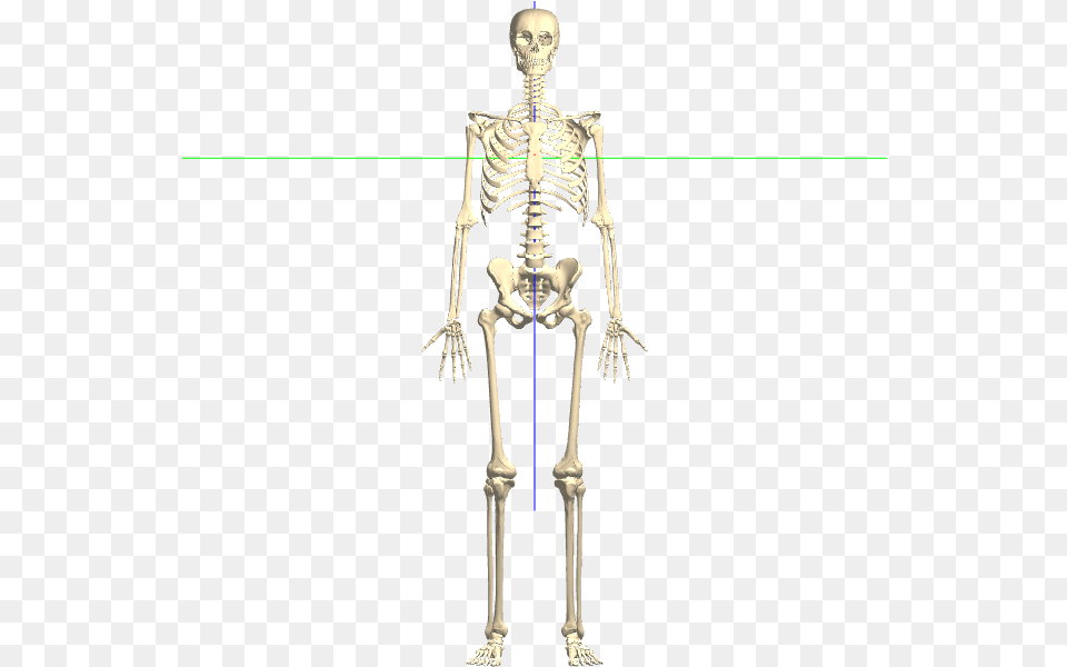 Transparent Bones Clear Background, Skeleton, Person Png