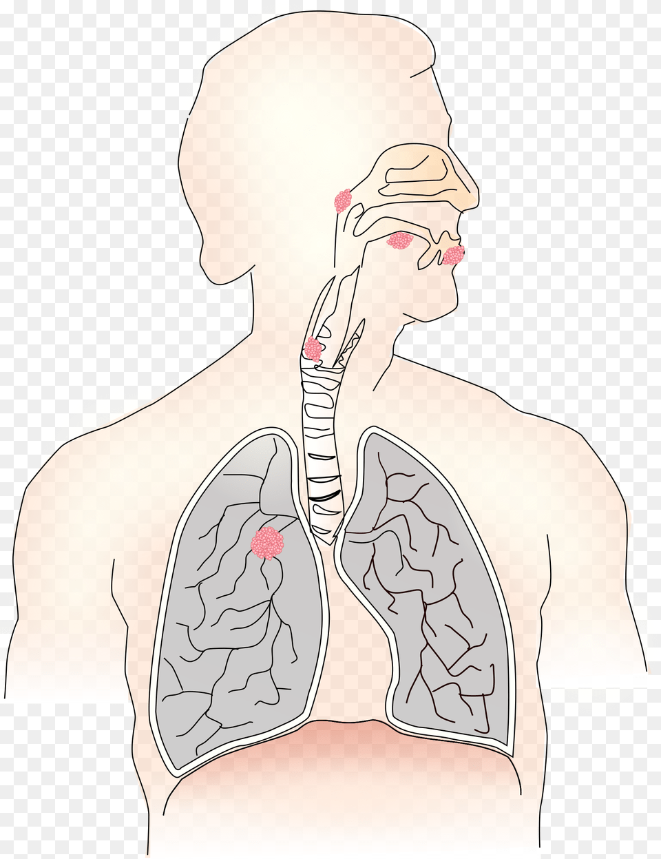 Transparent Boobs Clipart Our Lungs, Person, Body Part, Face, Head Png Image