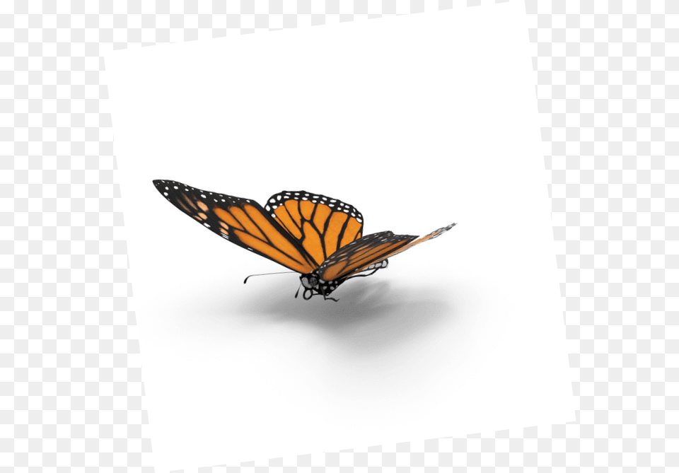 Transparent Borboleta Monarch Butterfly, Animal, Insect, Invertebrate Free Png