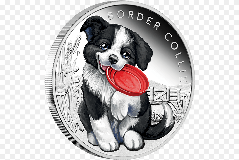 Transparent Border Collie, Animal, Canine, Dog, Mammal Png Image