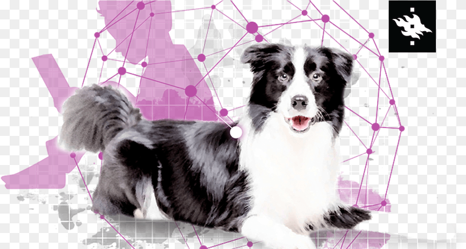 Transparent Border Collie, Animal, Canine, Dog, Mammal Png Image