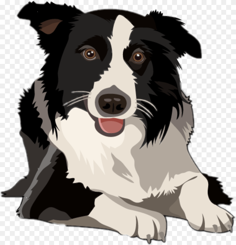 Border Collie Border Collie Clipart Animal, Canine, Dog, Mammal Free Transparent Png
