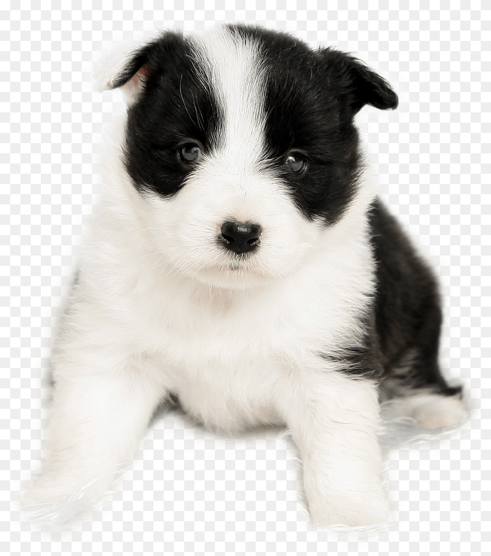 Border Collie Clipart Border Collie 3 Babys, Animal, Canine, Dog, Mammal Free Transparent Png