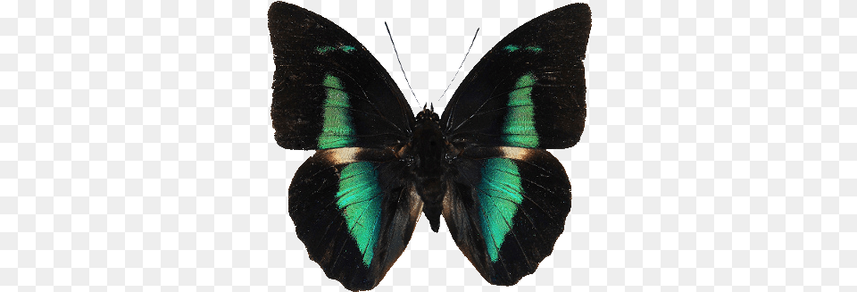 Transparent Bossi65 Butterfly Black And Green, Animal, Insect, Invertebrate, Appliance Png Image