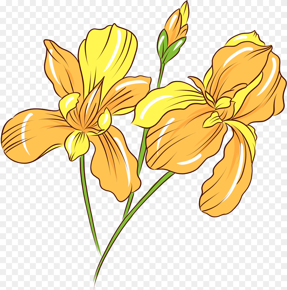 Transparent Botanical Flower, Plant, Daffodil Png