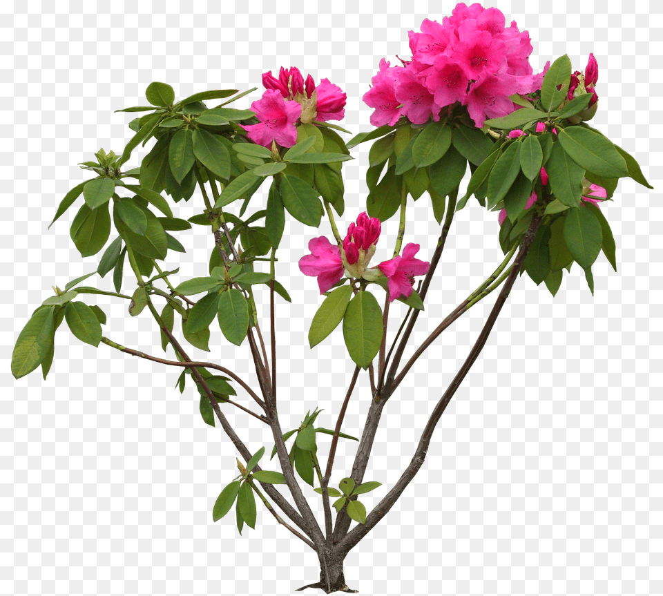 Bougainvillea Rhododendron, Acanthaceae, Flower, Geranium, Plant Free Transparent Png