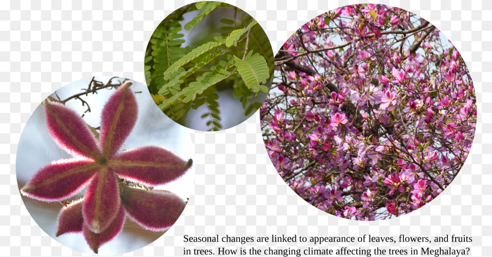 Bougainvillea Sterculia Urens, Leaf, Plant, Petal, Flower Free Transparent Png