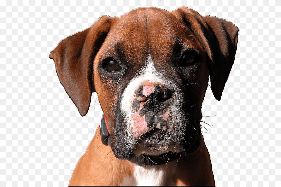 Transparent Boxer Dog Head Clipart Boxer Dog Head, Animal, Bulldog, Canine, Mammal Png