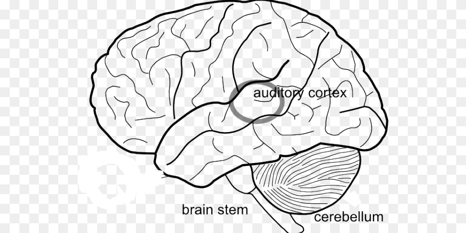 Transparent Brain Drawing Brain Outline With Lobes Png Image