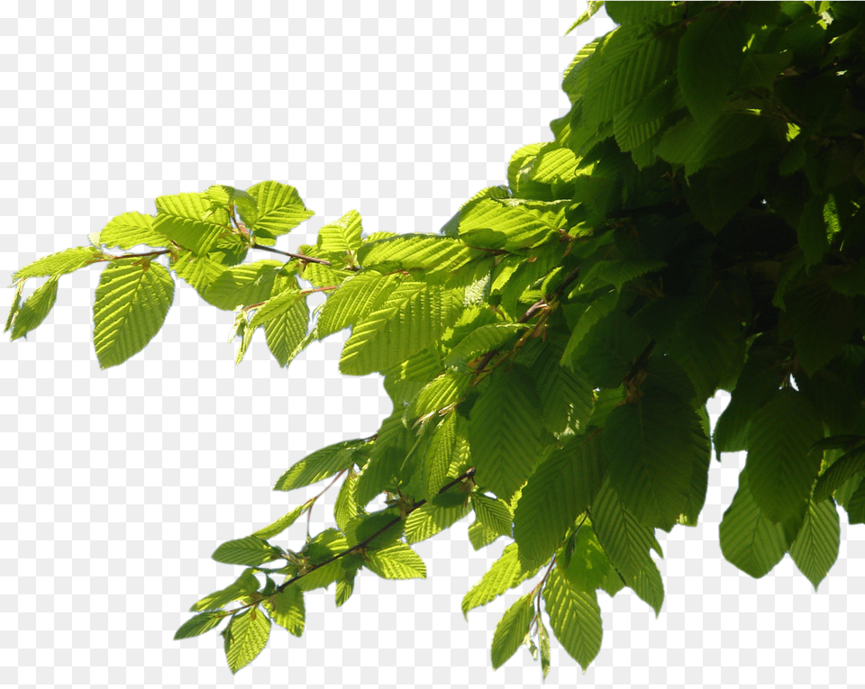 Transparent Branch Tree Branch, Green, Leaf, Plant, Vegetation Png