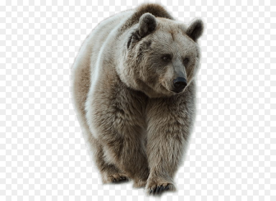 Transparent Brown Bear Picture Bear, Animal, Mammal, Wildlife, Brown Bear Free Png Download