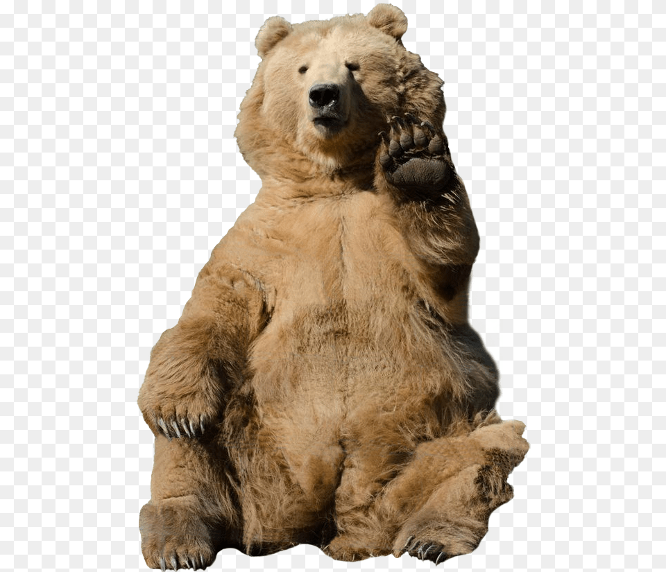Transparent Brown Bear Transparent Background Grizzly Bear, Animal, Mammal, Wildlife, Brown Bear Png Image