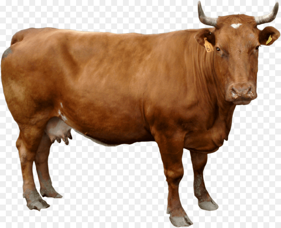 Transparent Brown Cow Brown Cow, Animal, Bull, Cattle, Livestock Png Image